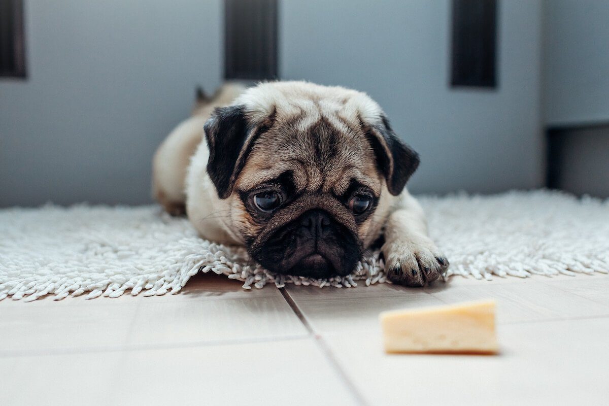 Is swiss cheese bad for dogs best sale