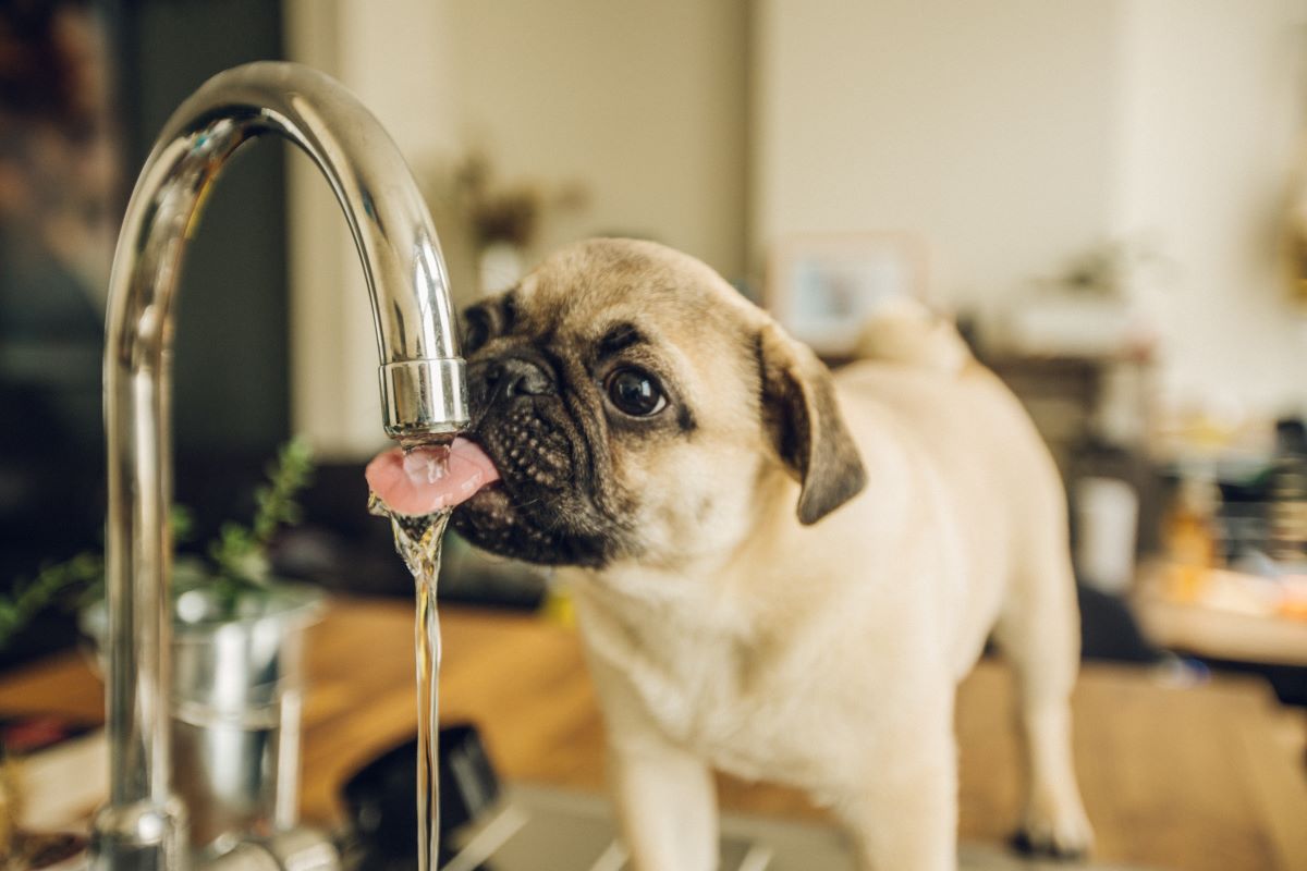 The importance of clean water for pets