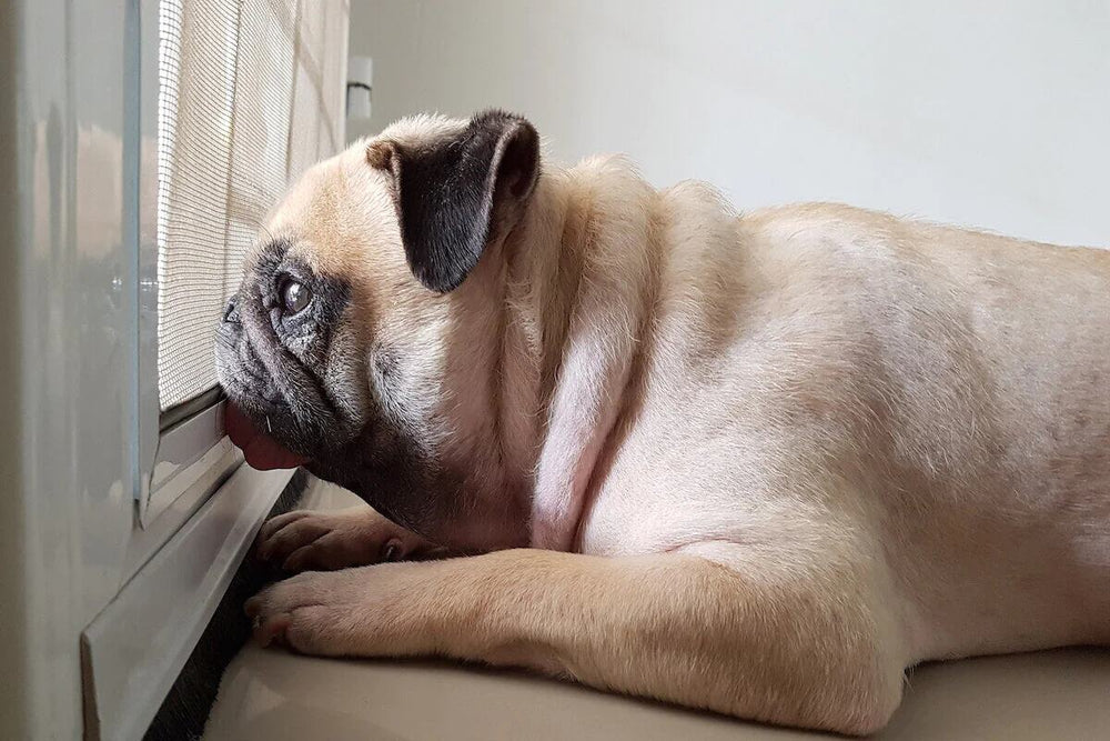 A pug looks wistfully out a window.