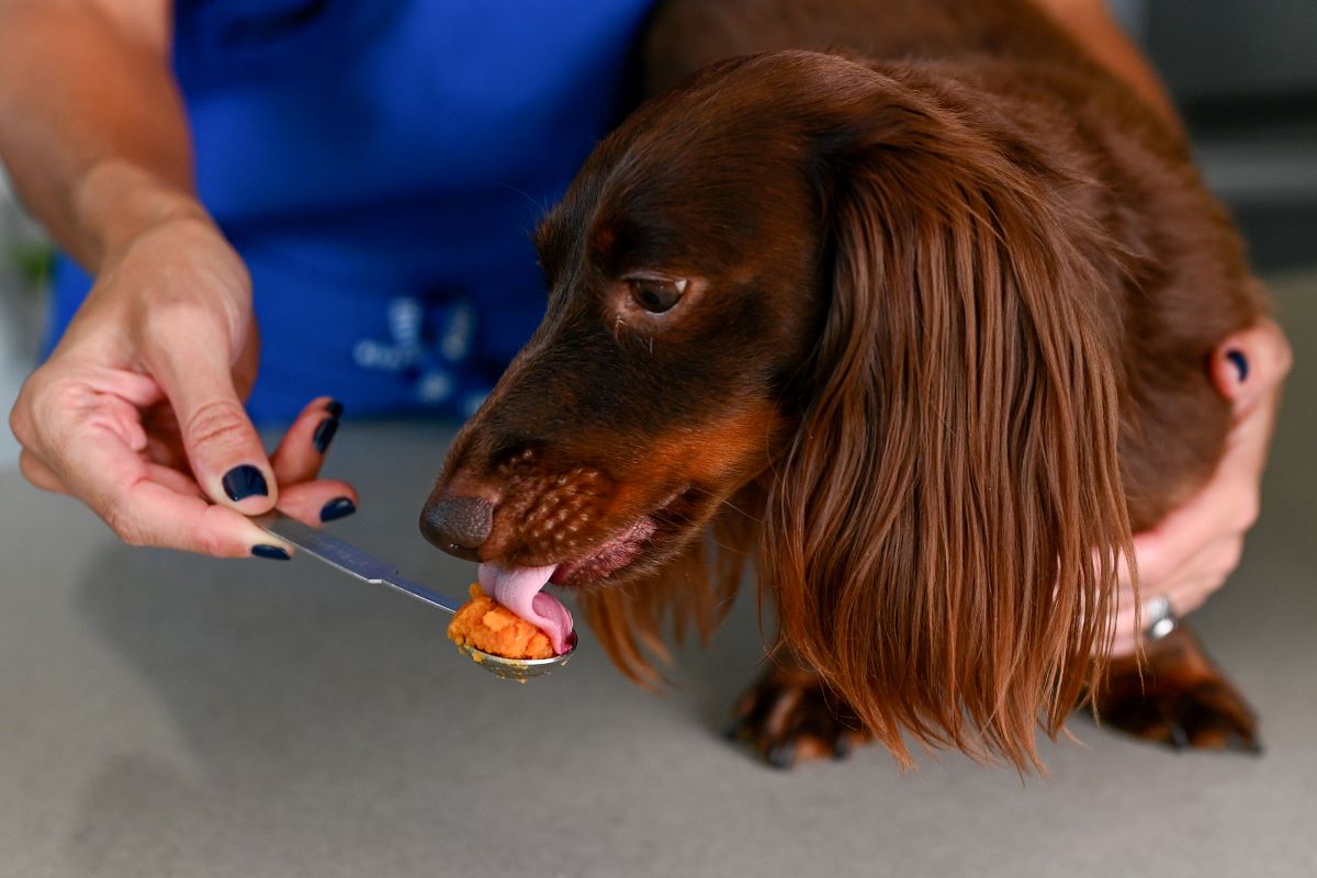 Louie the dog licks a spoonful of pumpkin puree.