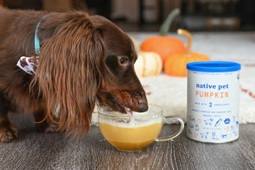 Louie the dog laps up a pupkin spice latte for dogs.