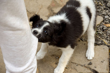 A black and white puppy bites and tugs on a pantleg.