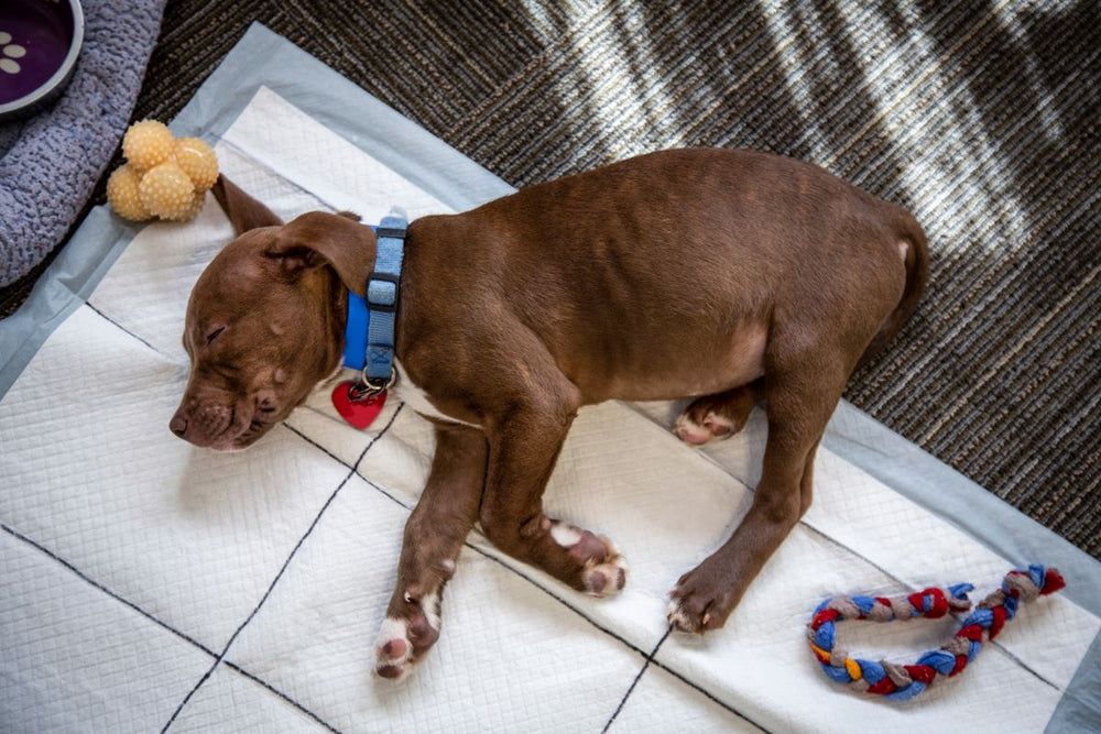 A brown puppy lays on a potty pad next to a rope and a chew toy.