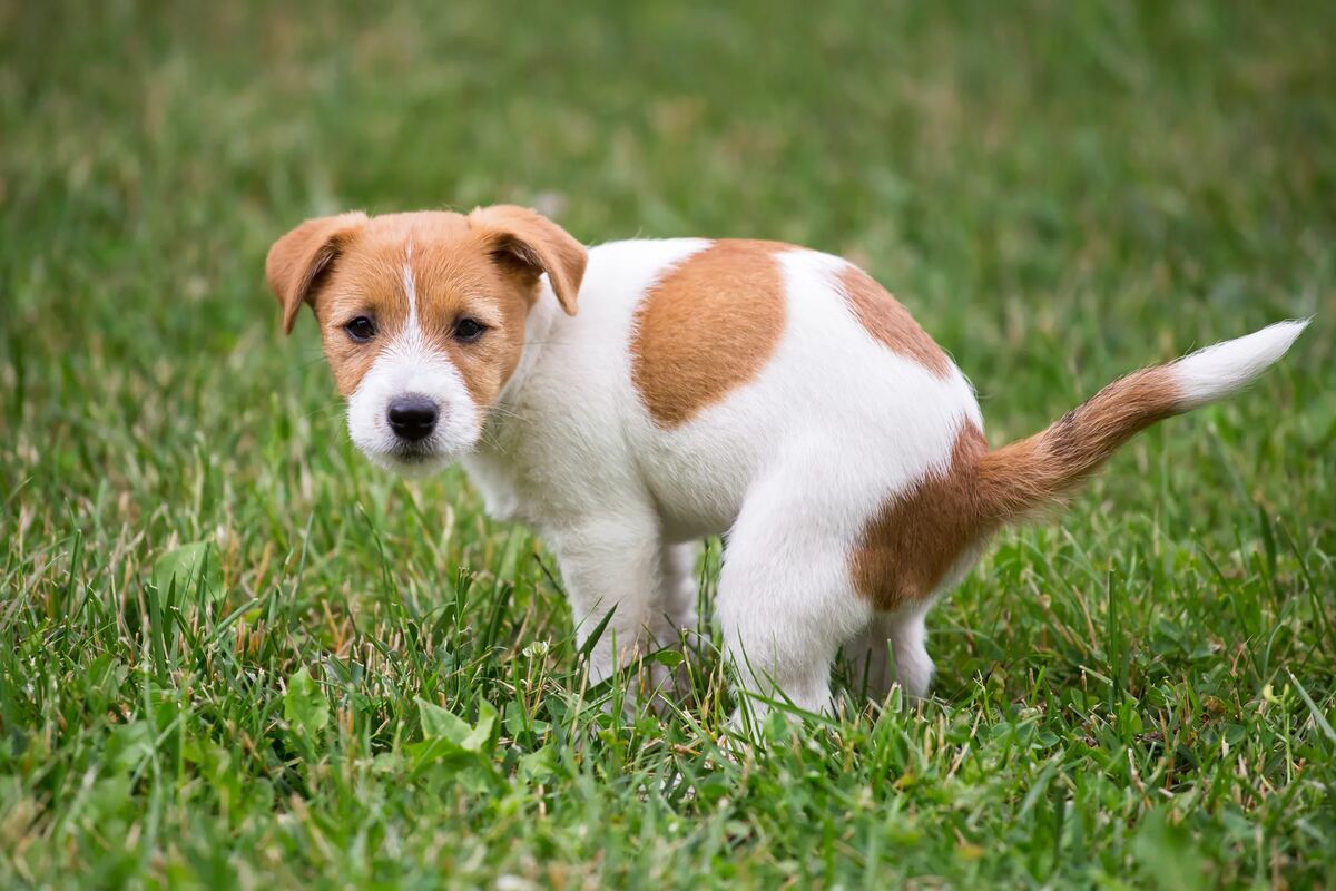A brown and white puppy squats to poop.