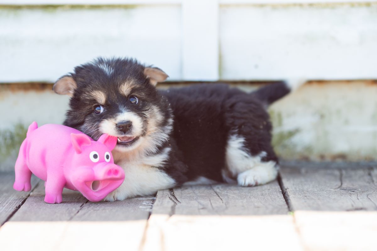 A small black and brown puppy gnaws on a pig-shaped chew toy.