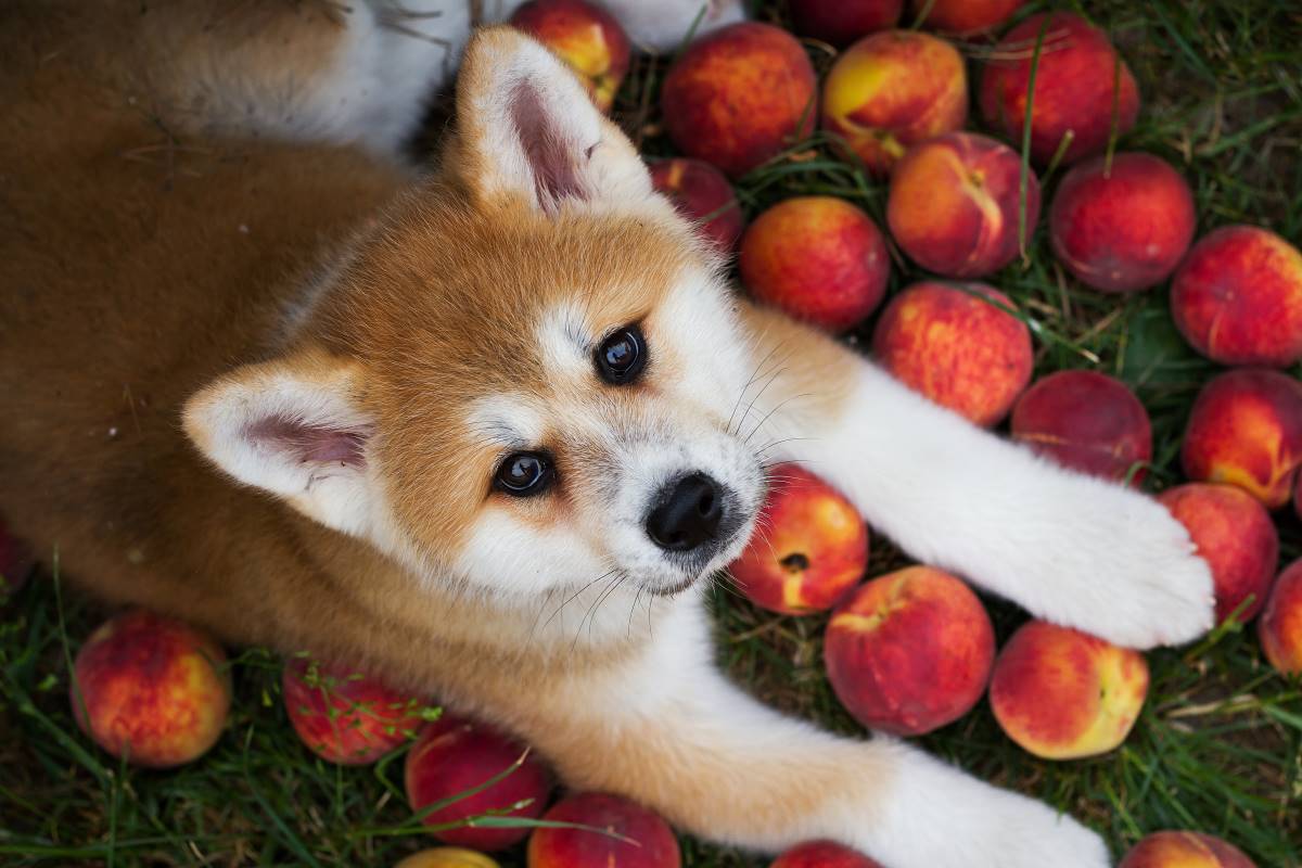 Can dogs eat canned peaches best sale