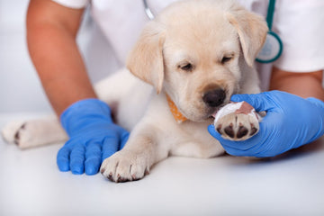 A puppy investigates his bandaged paw as he is held by a veterinarian.