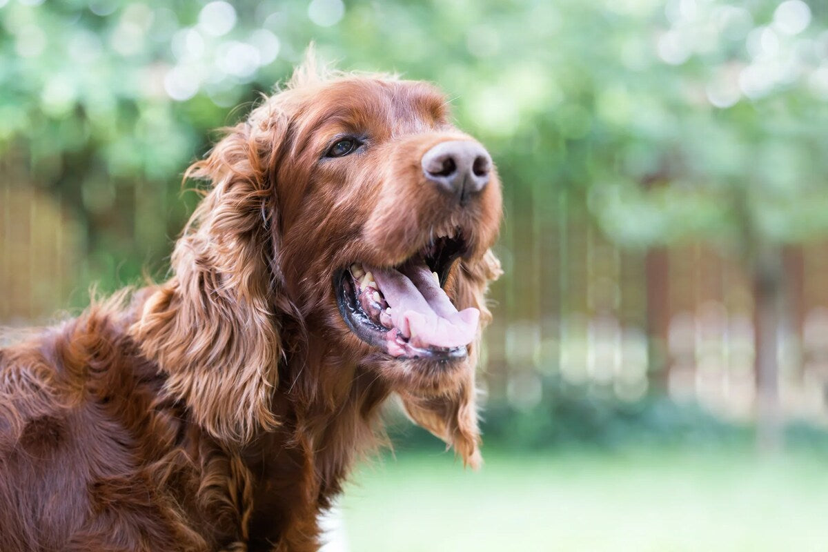 A long-haired reddish brown dog panting.