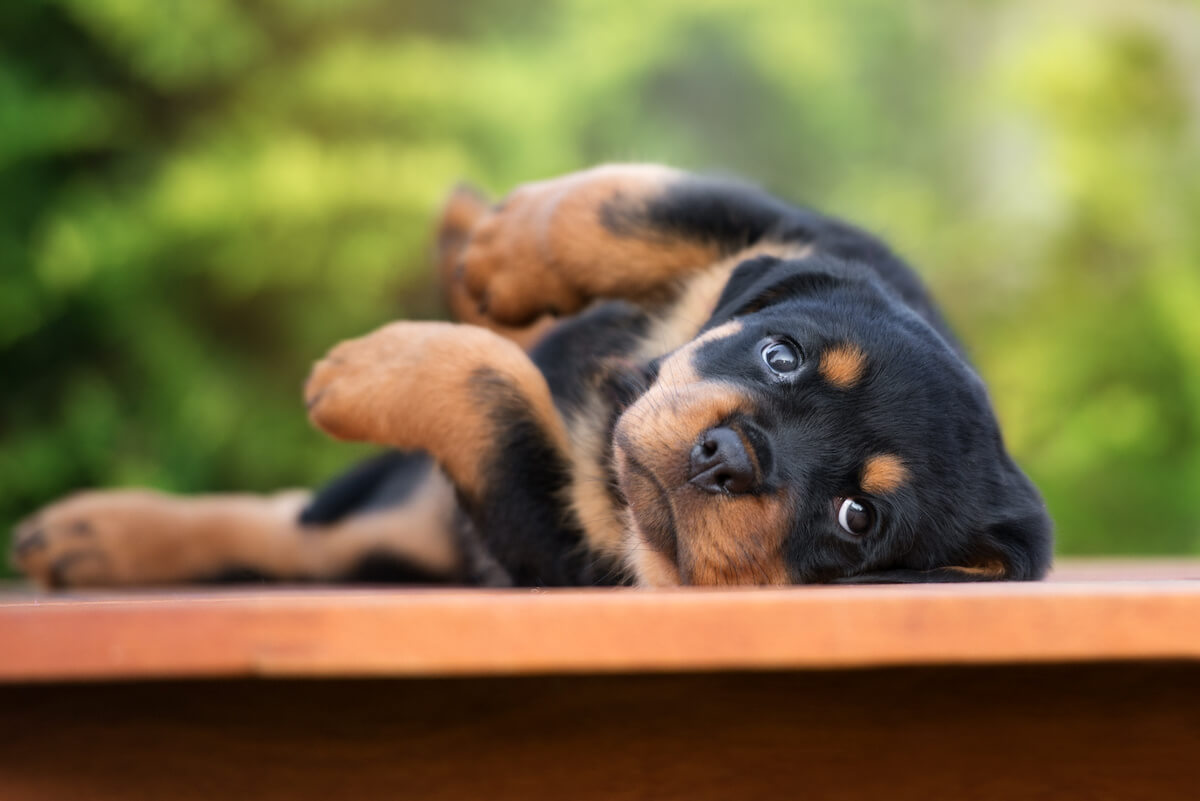 Rottweiler life expectancy: Rottweiler lying on a bench