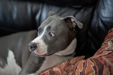 A grey and white pitbull lays on the couch as it looks worriedly off camera.