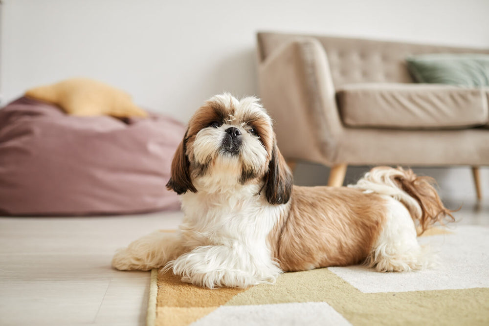 Shih Tzu life span: Shih Tzu lying on a carpet