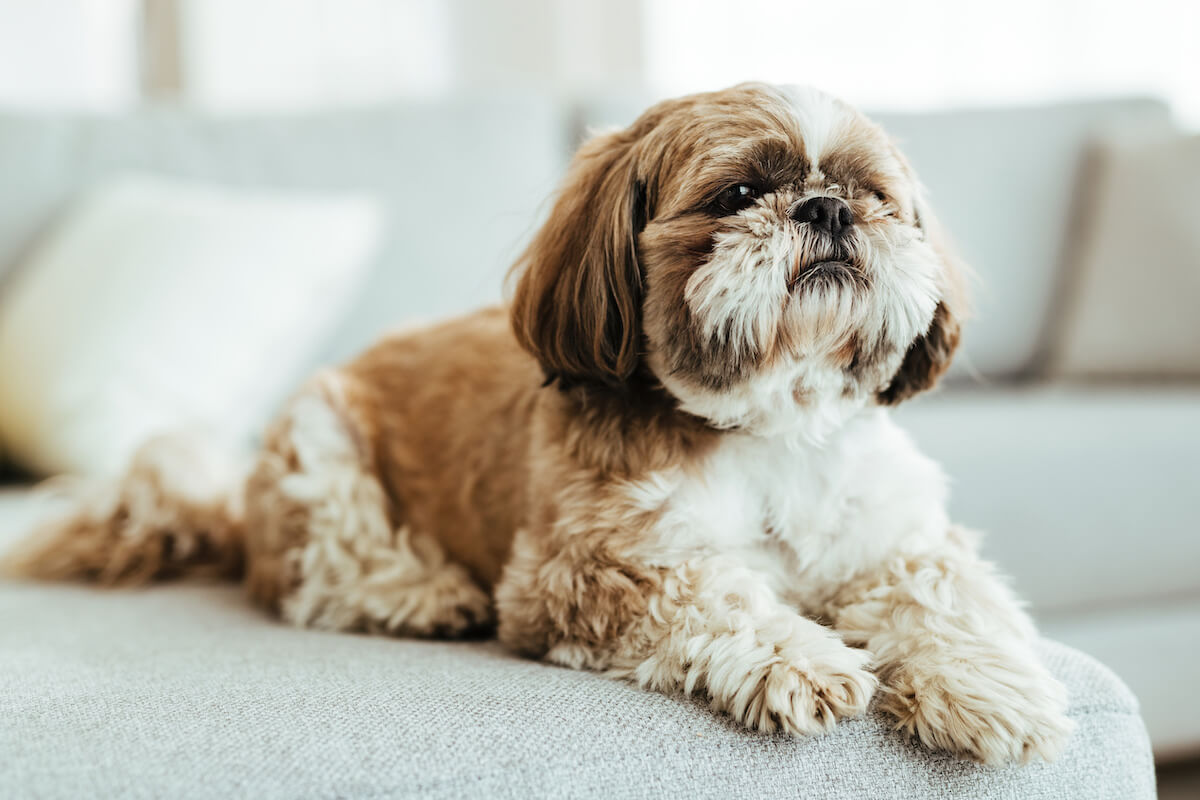 Are Shih Tzus hypoallergenic: Shih Tzu lying on a couch