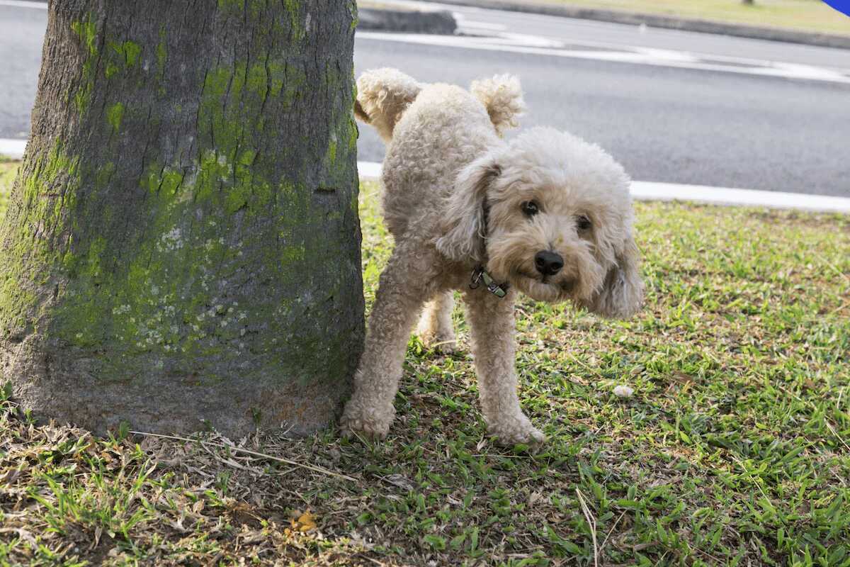 A white shih-tzu dog pees on a tree.