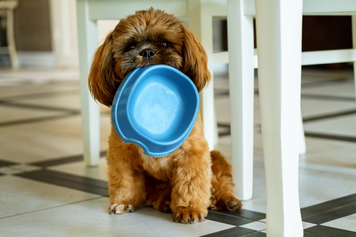 A brown Shih-Tzu holds a blue dog food bowl in its mouth.