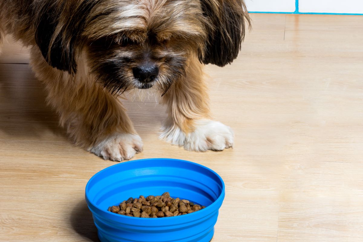 A Shih-Tzu puppy approaches a bowl full of dog food.