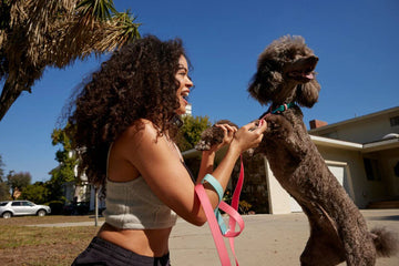 A woman teaching her poodle to Sit Pretty.