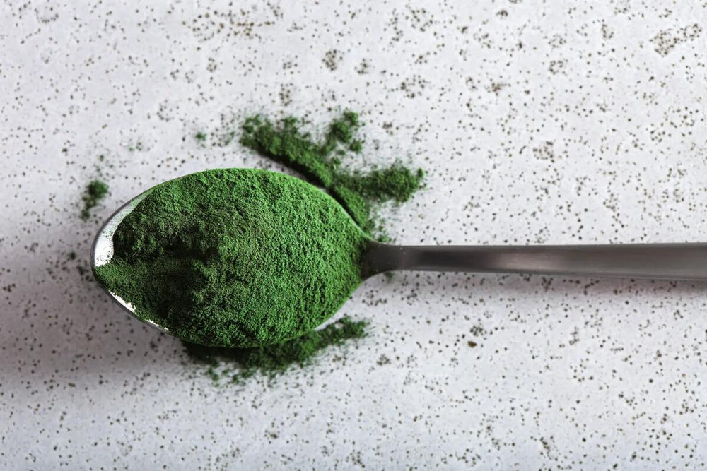 A spoonful of green Spirulina powder.