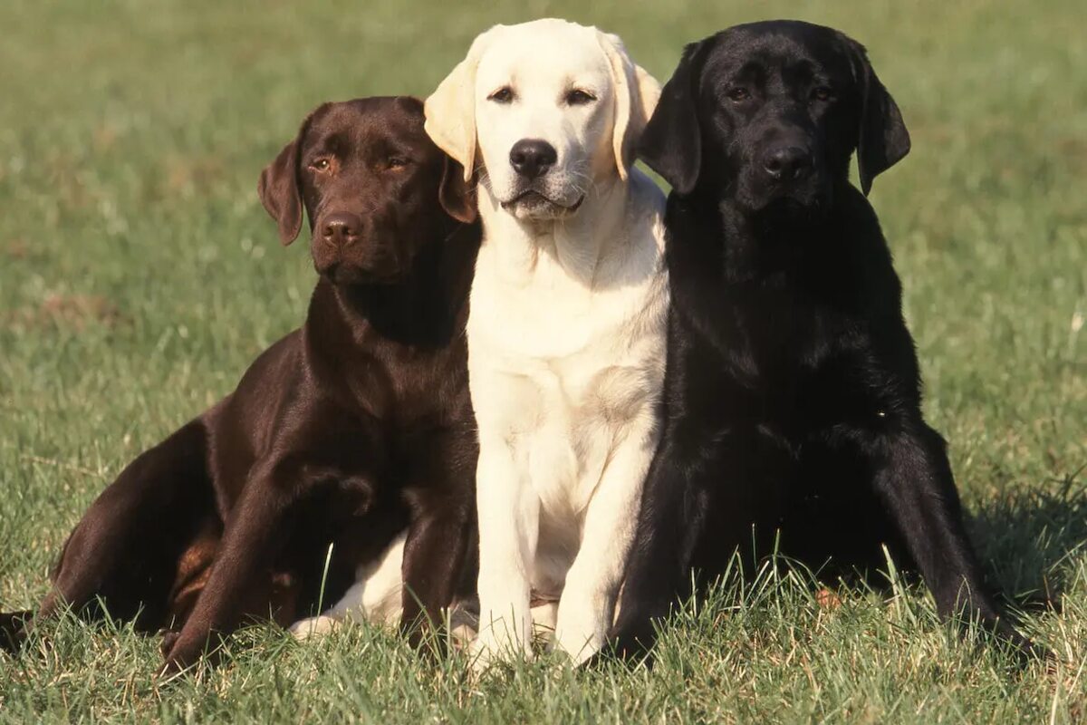 A chocolate lab, white lab, and black lab sit on the grass.