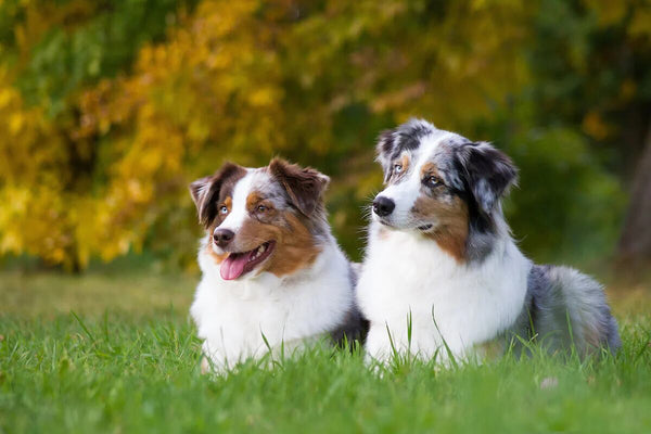 Two Australian Shepherds sit in the grass.