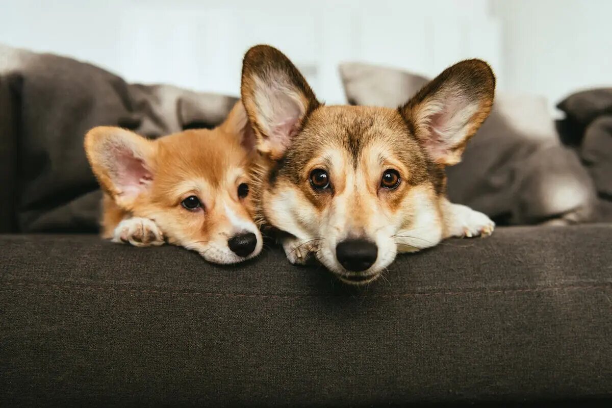 Two Corgis laying on a brown couch.