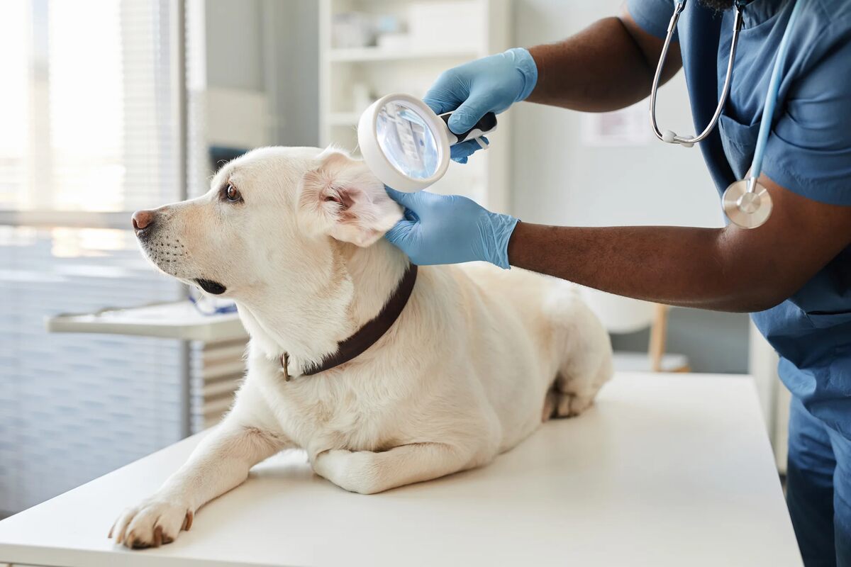 A veterinarian examines a dog's ears.