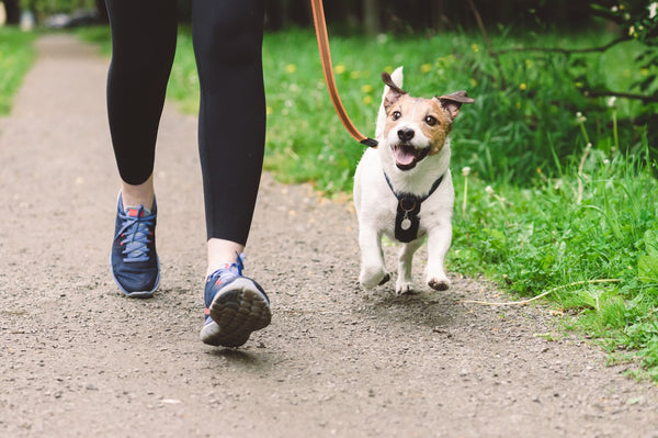 A woman and a dog jog on a dirt trail.