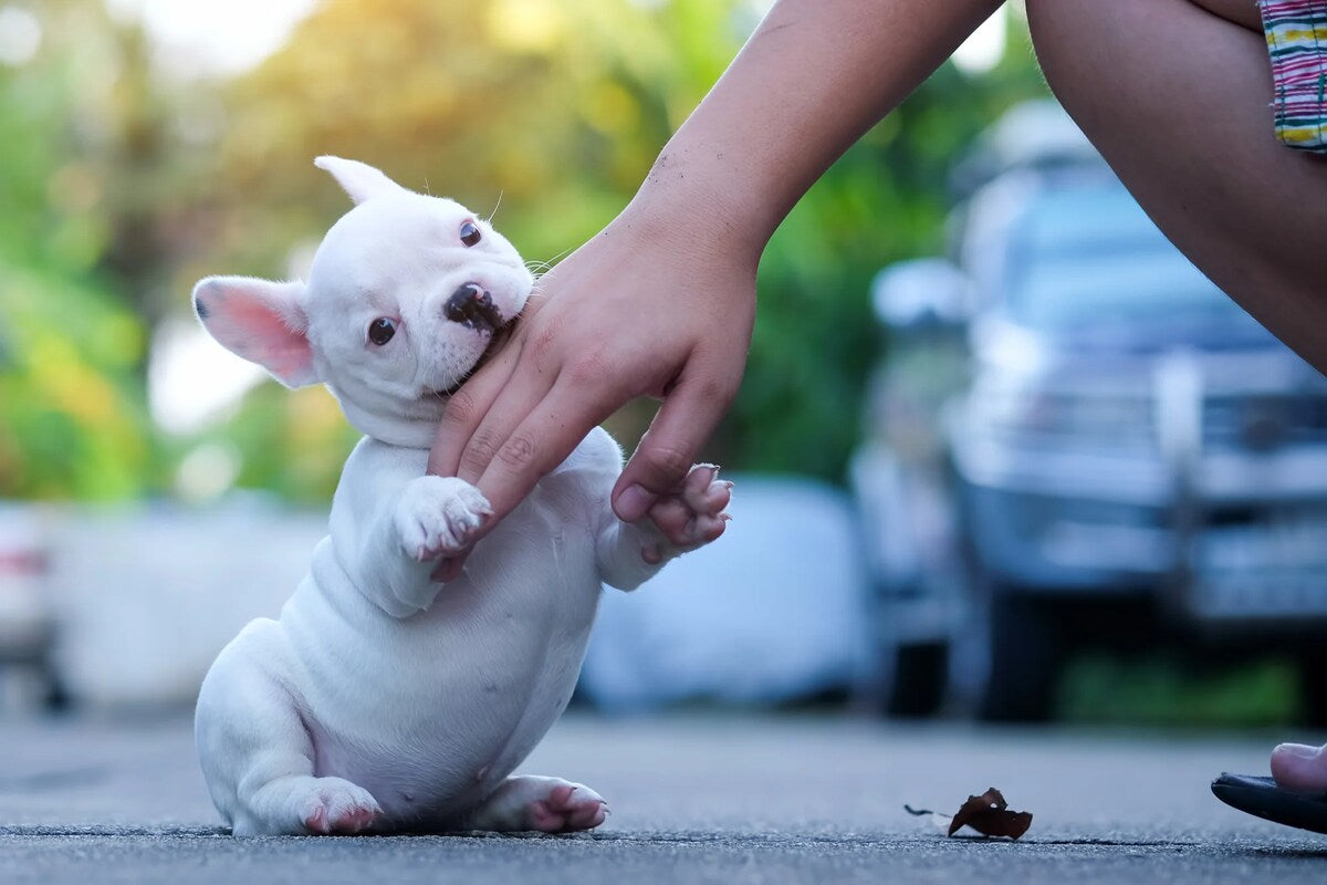 A white french bulldog puppy nibbles on a hand.