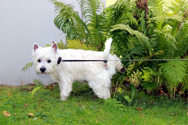 A scruffy white terrier lifts his leg to pee on a bush.&nbsp;&nbsp;&nbsp;&nbsp;