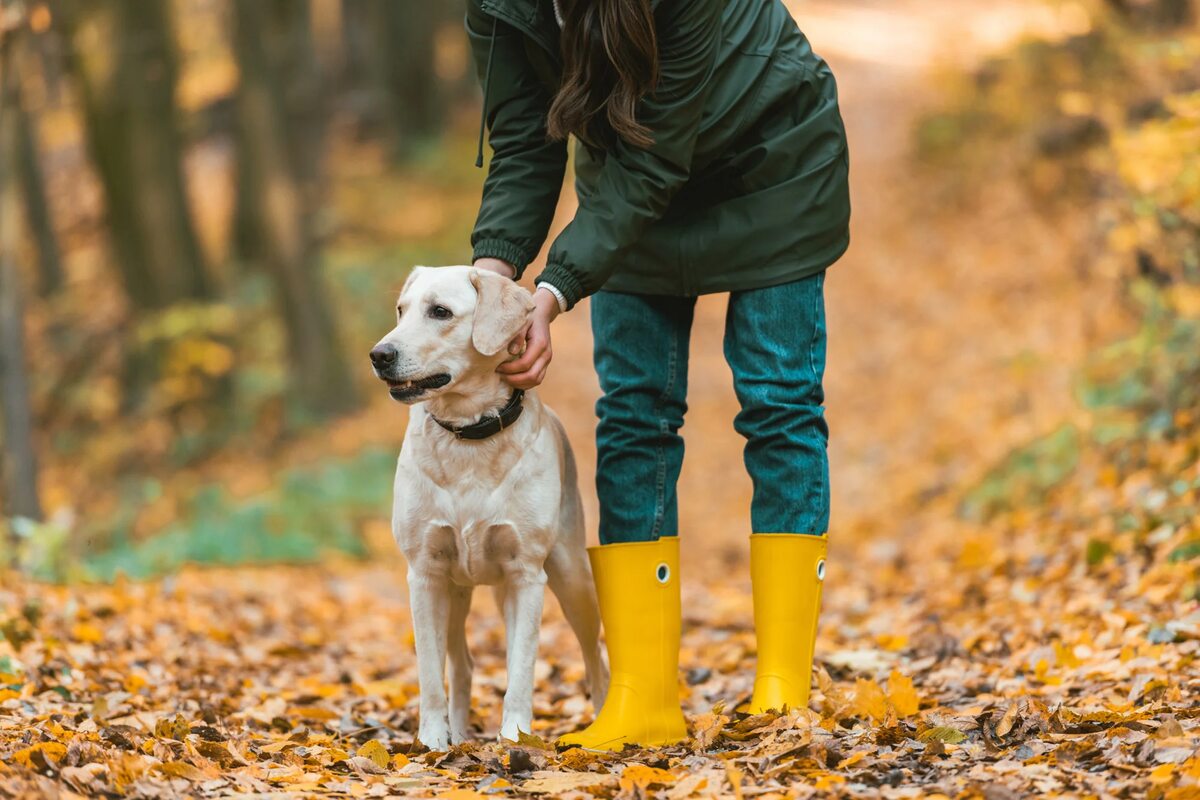A woman in yellow rain boots adjusts the collar on her labrador retriever.
