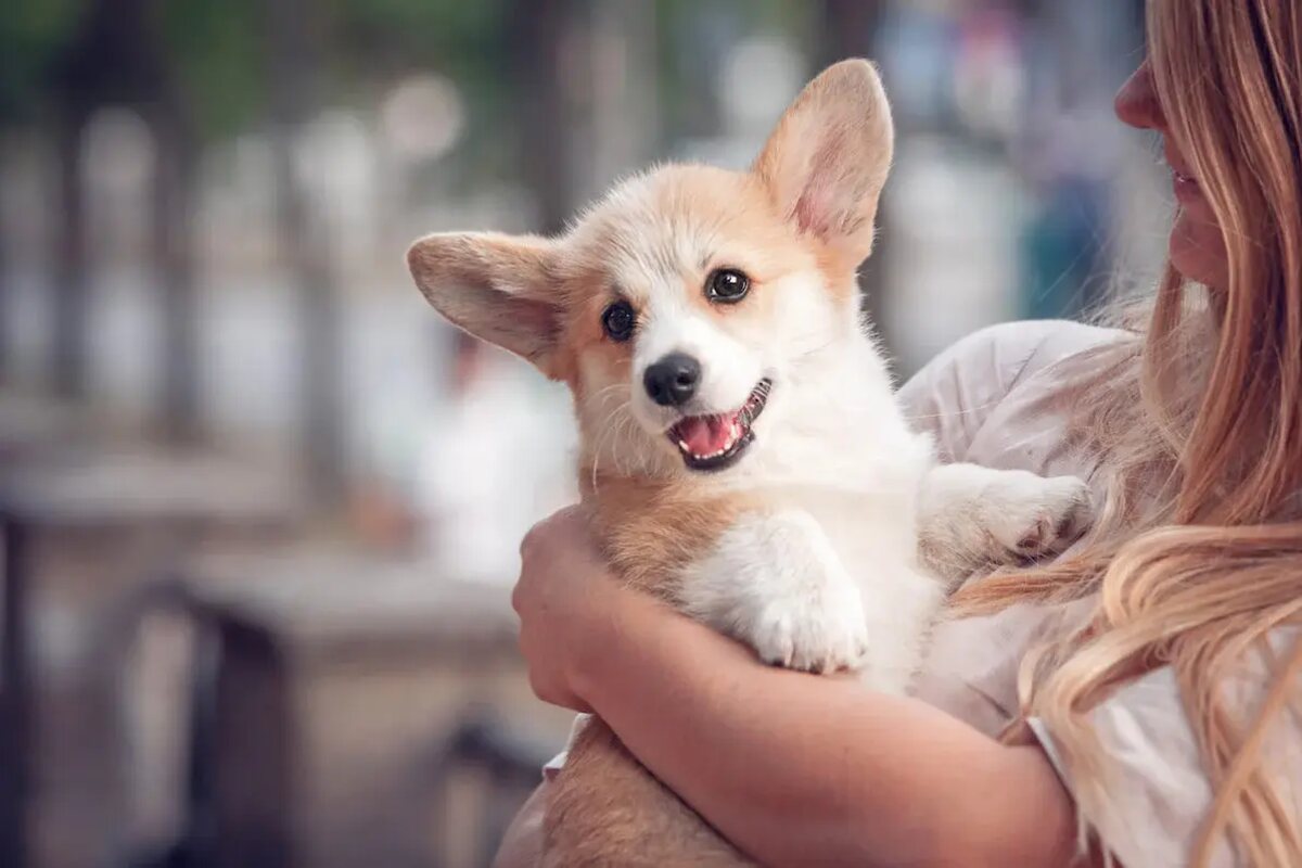 A woman holds a Corgi puppy in her arms.