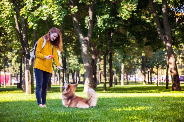 A woman in a yellow sweater motions for her dog to stay as she holds a ball.