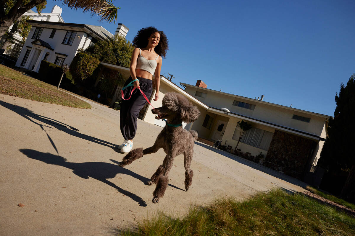 A woman takes her poodle on a walk.