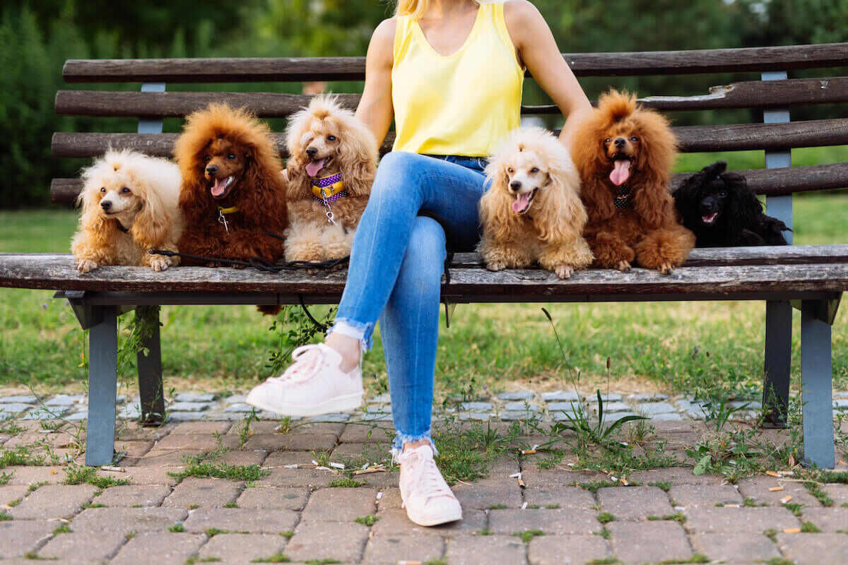 A woman sits on a wooden park bench with six poodles by her side.