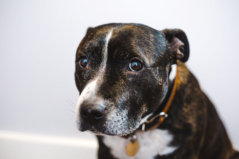 A dark brown and white dog looks worriedly at the camera.