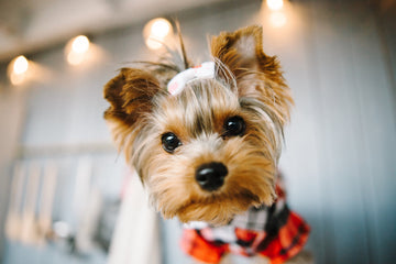 Are Yorkies hypoallergenic: Yorkie looking at the camera