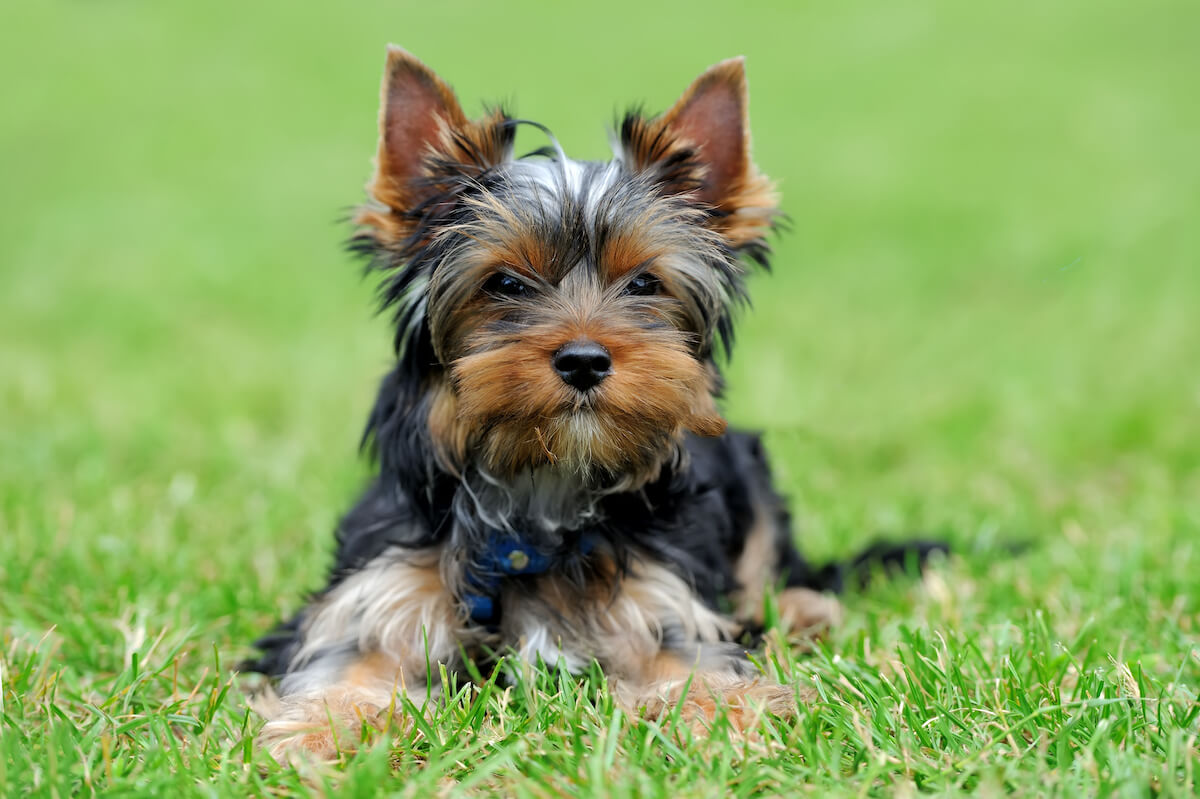 How Much Do Yorkshire Terriers Shed?