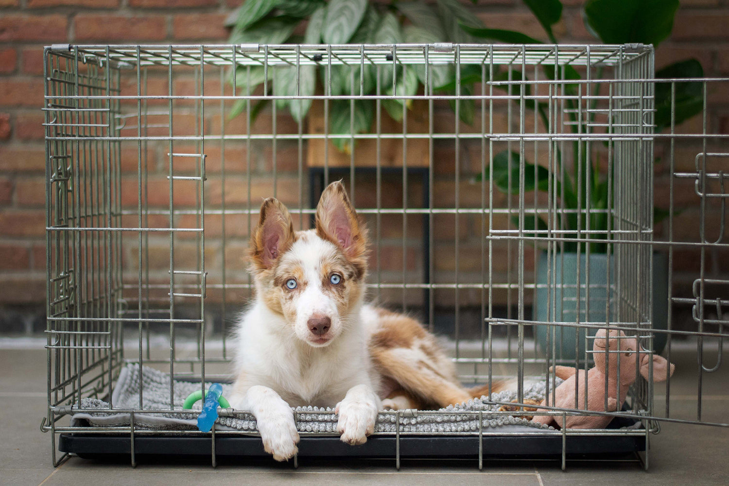 How to Choose a Dog Crate or Kennel