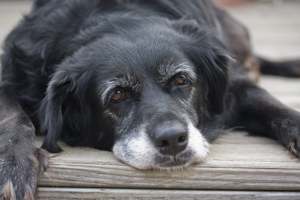 How to Identify, Treat, and Prevent Dog Dementia