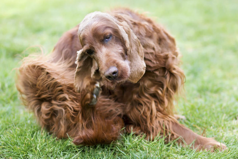 Dog Skin Allergies: Recognizing and Treating Atopic Dermatitis