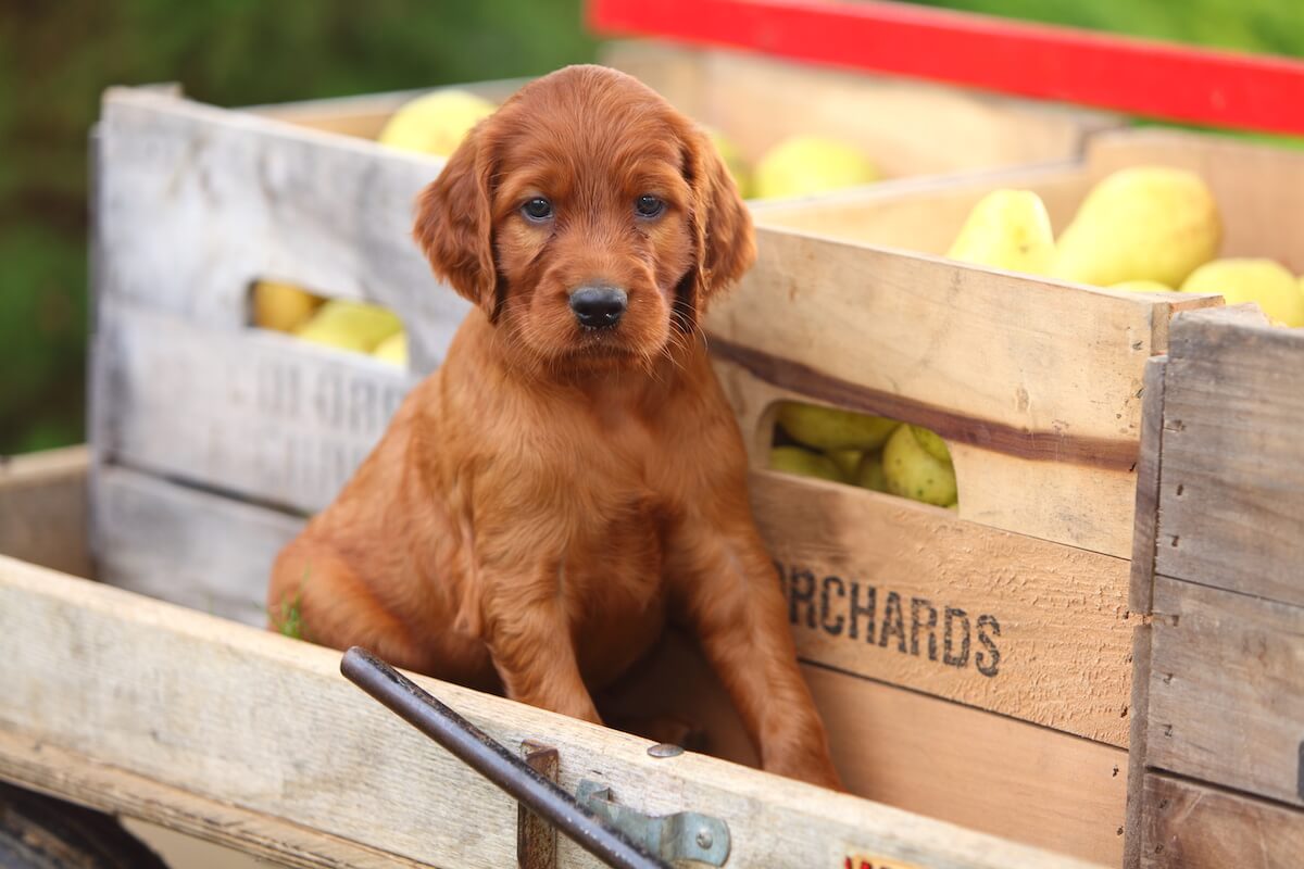Can dogs eat pears: brown puppy sitting on a wagon