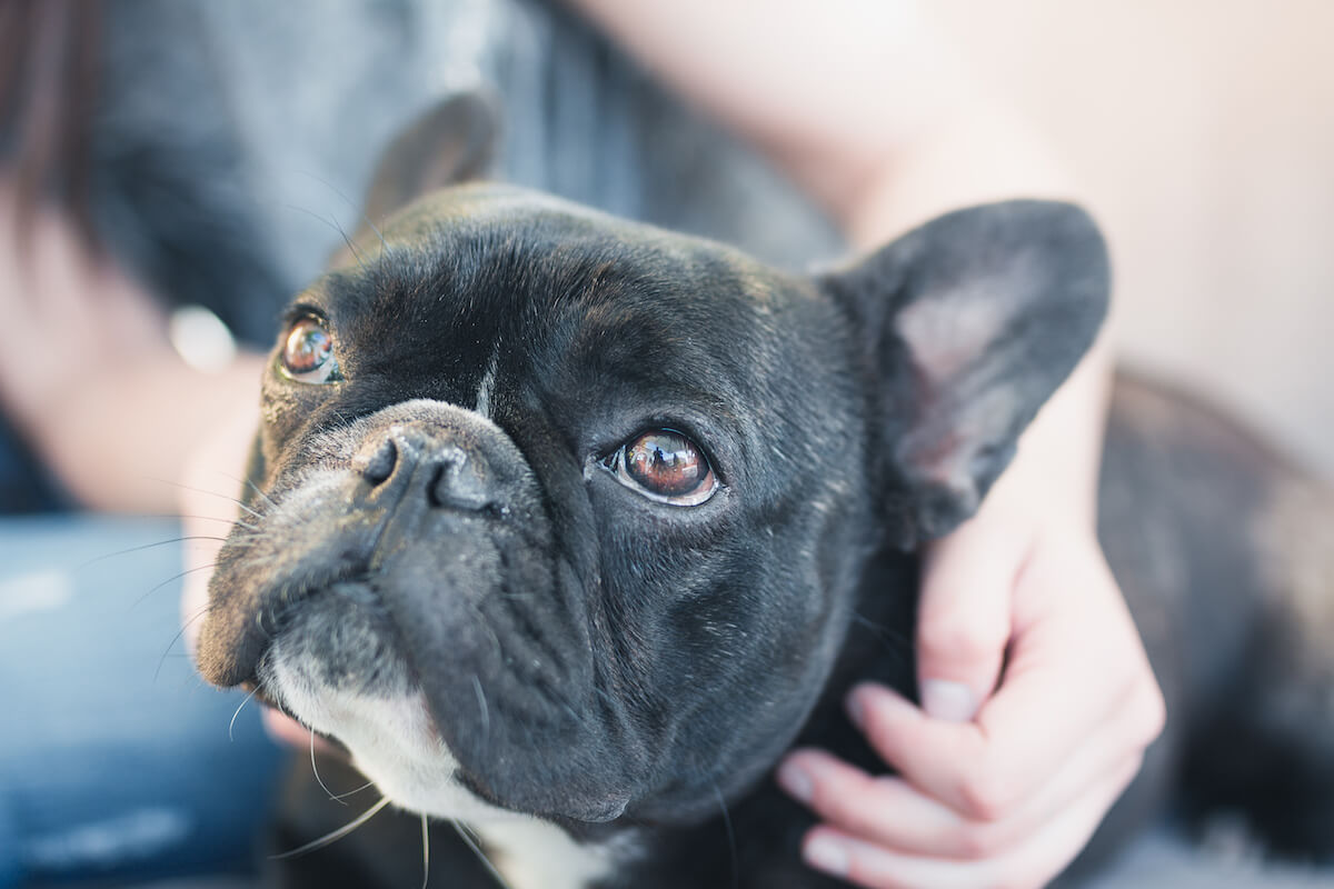 French Bulldog lifespan: close up shot of a French Bulldog's face
