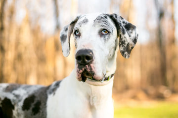 Are Great Danes hypoallergenic: close up shot of a Great Dane's face