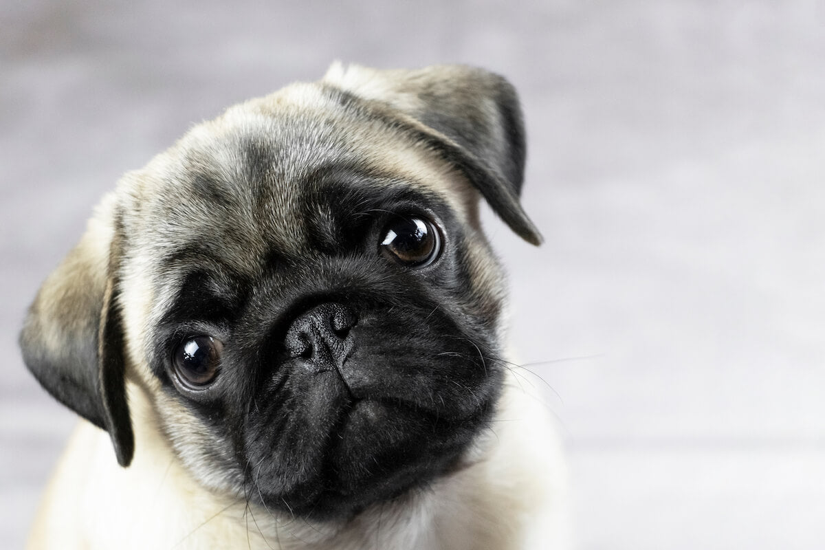 Are Pugs hypoallergenic: close up shot of a Pug's face