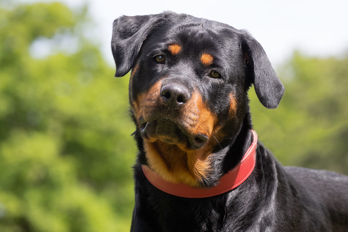 Do Rottweilers shed: close up shot of a Rottweiler's face