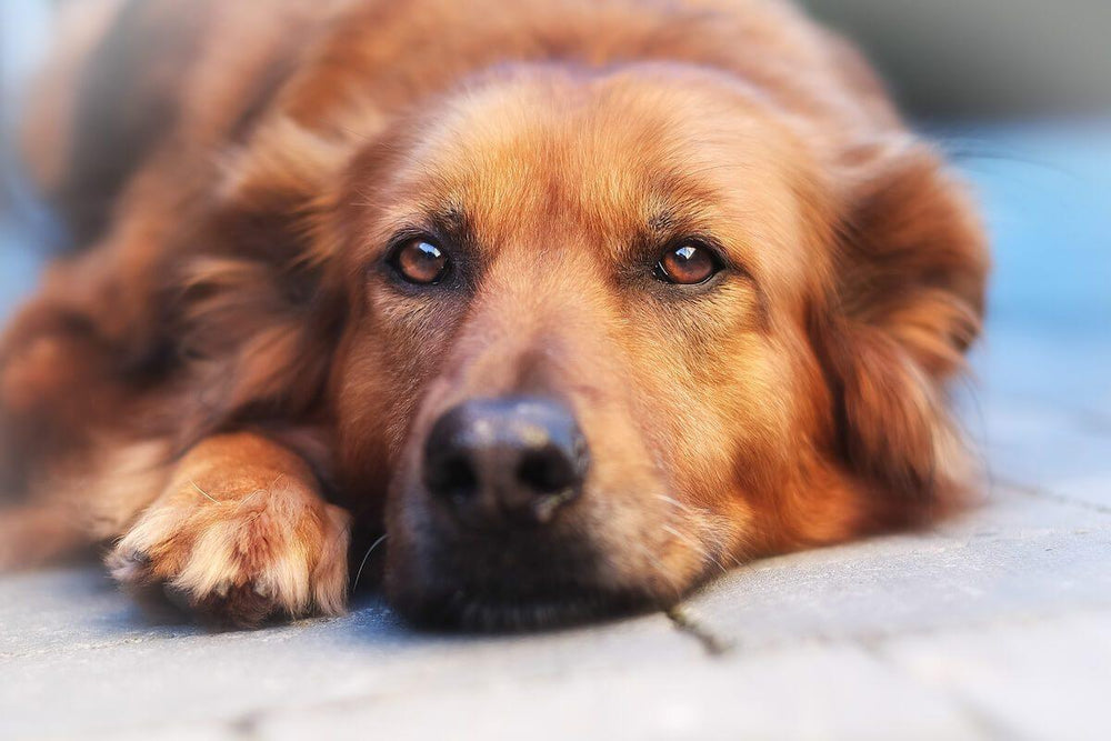 Illustration of Ibs In Dogs With Shingles