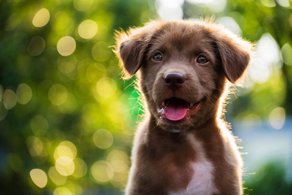 Can dogs eat spinach: cute, little, brown puppy