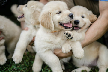 Golden Retriever lifespan: cute Golden Retriever puppies