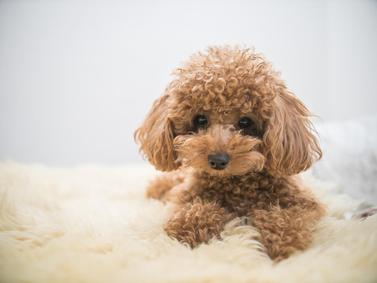How Much Do Poodles Shed, and Are They Hypoallergenic?
