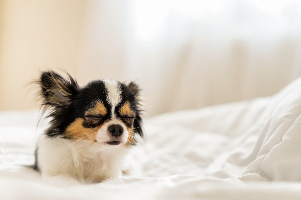Is It Safe to Use Melatonin for Dogs?