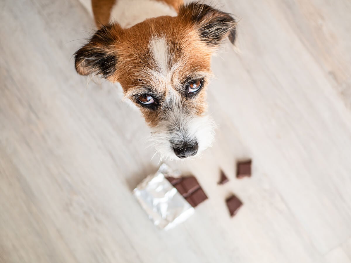 What Can Dogs NOT Eat? Keep Your Pooch Away From These Foods